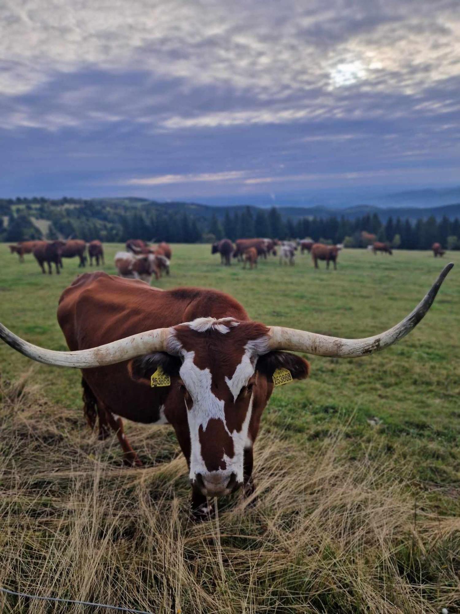 Chata Jeleni Drevenice S Vlastni Virivkou Horni Halze Esterno foto
